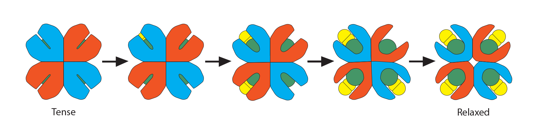 
							
								Graphic showing the transition from "tense" deoxyhemoglobin to "relaxed" oxyhemoglobin. The cups of the deoxyhemoglobin begin to open and each are filled with a yellow oxygen molecule.
							
							